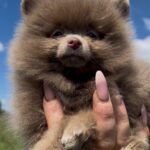 Lucky-male-pomeranian-puppy-for-sale-1 (1)(1)