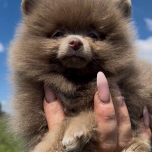 Lucky Pomeranian Lucky Pomeranian