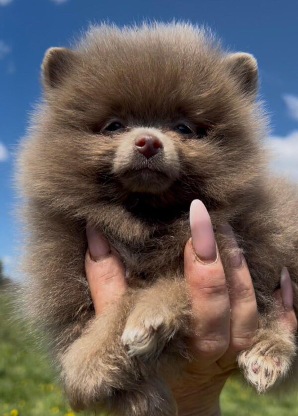 Lucky Pomeranian Lucky Pomeranian