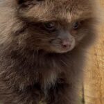 Lucky-male-pomeranian-puppy-for-sale-1 (2)(1)