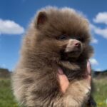 Lucky-male-pomeranian-puppy-for-sale-1 (3)(1)