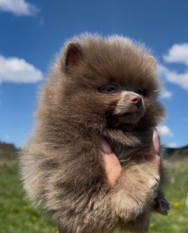 Lucky Pomeranian Lucky Pomeranian