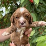 Lukas-male-cavapoo-puppy-for-sale- (1)