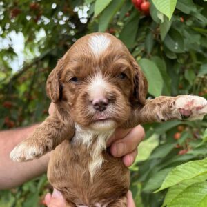 Lukas Cavapoo Lukas Cavapoo