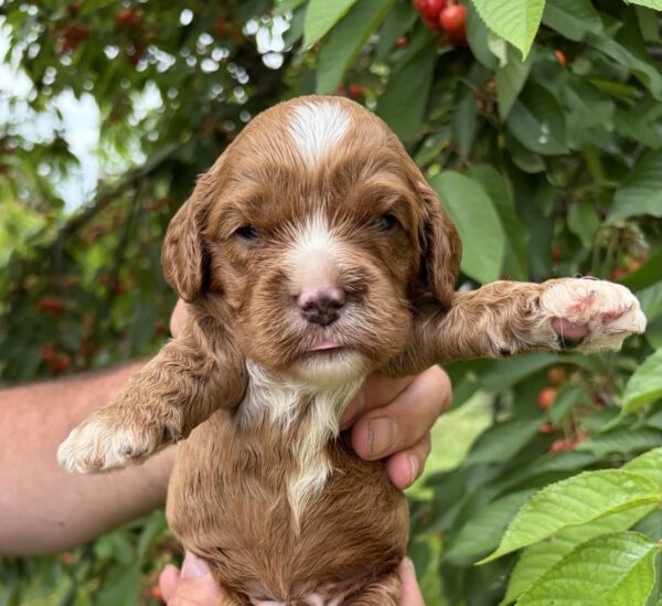 Lukas Cavapoo Lukas Cavapoo