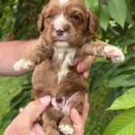 Lukas-male-cavapoo-puppy-for-sale- (2)
