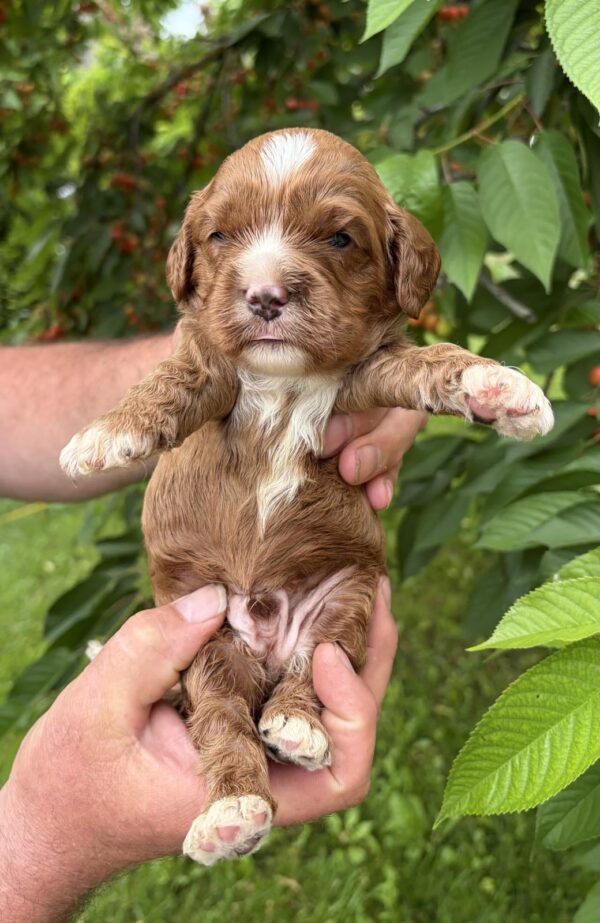 Lukas Cavapoo Lukas Cavapoo