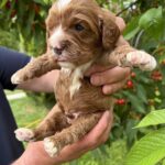 Lukas-male-cavapoo-puppy-for-sale- (3)
