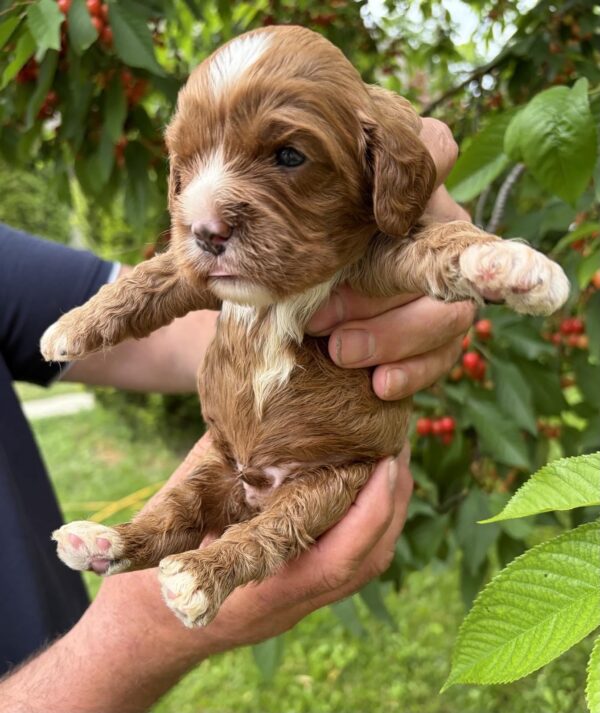 Lukas Cavapoo Lukas Cavapoo
