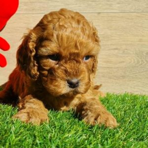 Lupo Cavapoo Lupo Cavapoo