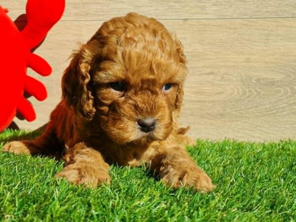 Lupo Cavapoo Lupo Cavapoo
