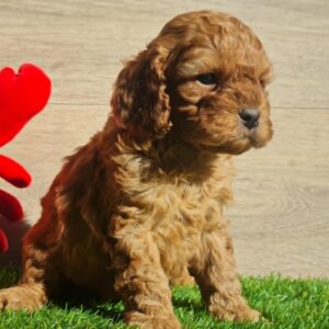 Lupo Cavapoo Lupo Cavapoo
