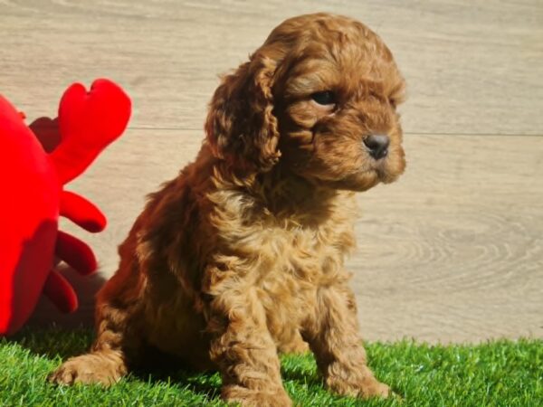 Lupo Cavapoo Lupo Cavapoo