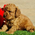 Lupo-male-cavapoo-puppy-for-sale- (3)