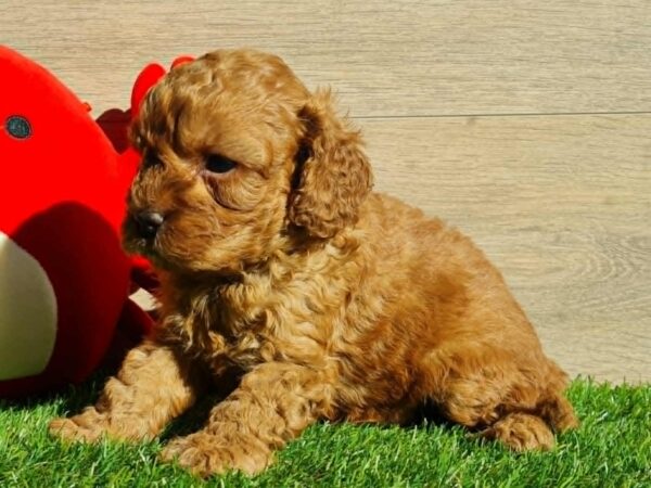 Lupo Cavapoo Lupo Cavapoo