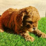 Lupo-male-cavapoo-puppy-for-sale- (4)