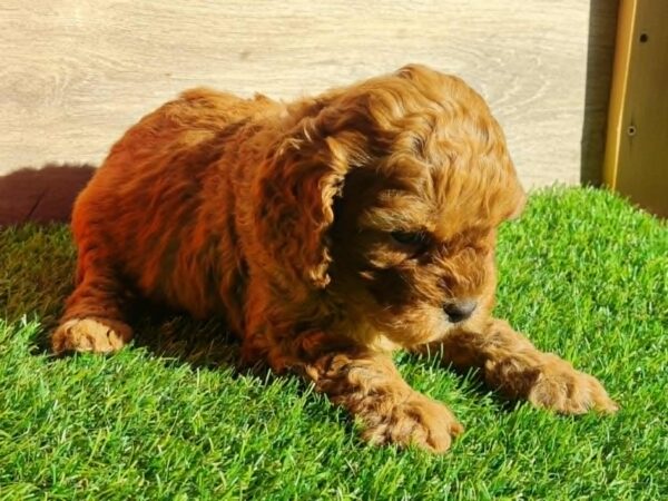 Lupo Cavapoo Lupo Cavapoo