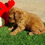 Lupo-male-cavapoo-puppy-for-sale- (5)