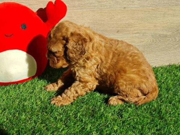 Lupo Cavapoo Lupo Cavapoo