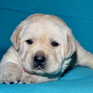 Lyrsa Labrador Retriever Lyrsa Labrador Retriever
