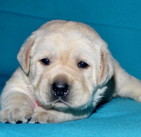 Lyrsa Labrador Retriever Lyrsa Labrador Retriever