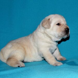 Lyrsa Labrador Retriever Lyrsa Labrador Retriever
