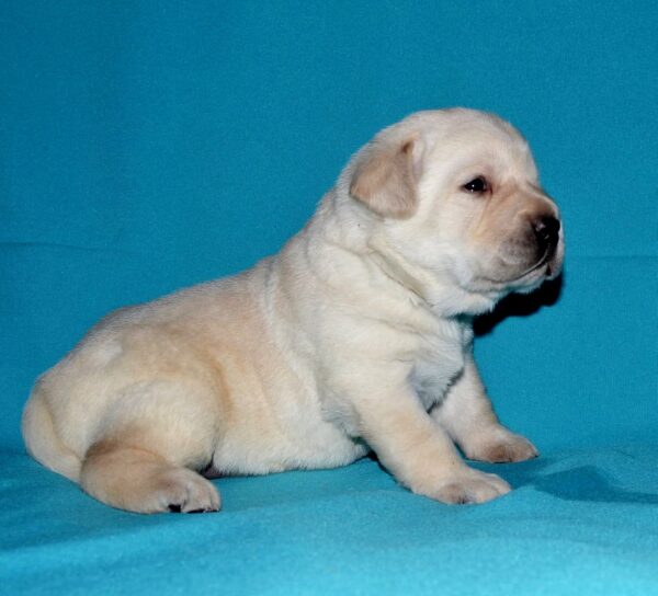 Lyrsa Labrador Retriever Lyrsa Labrador Retriever