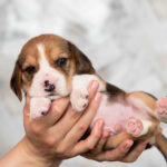 MARS-male-Beagle-puppy-for-sale-1