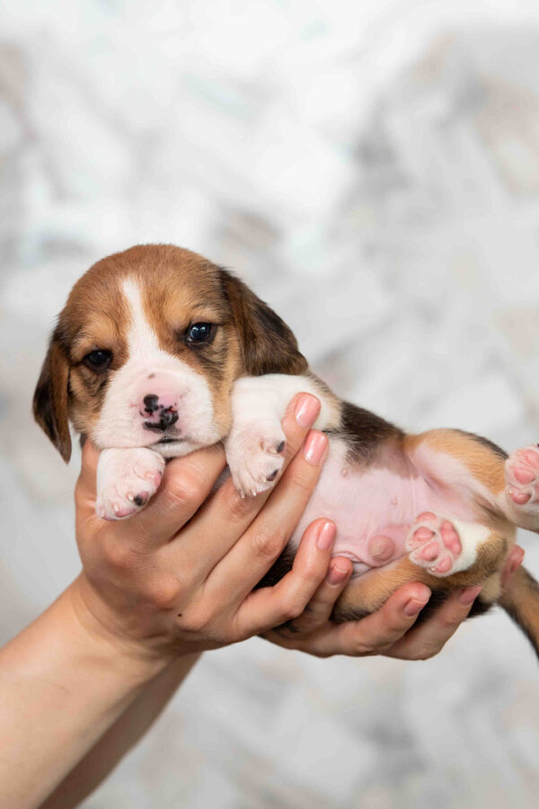 Mars Beagle Mars Beagle