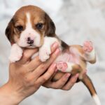 MARS-male-Beagle-puppy-for-sale-2