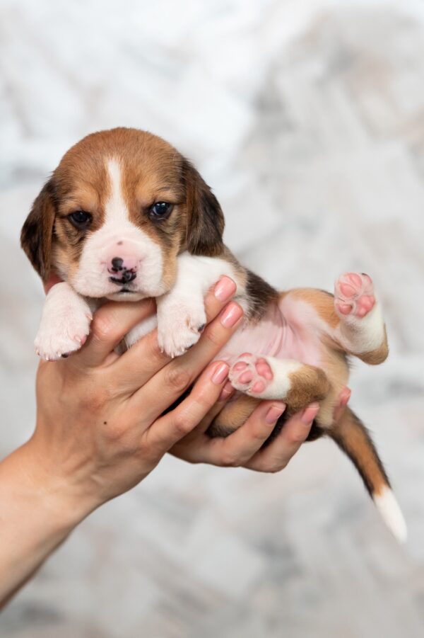 Mars Beagle Mars Beagle