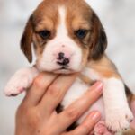 MARS-male-Beagle-puppy-for-sale-3