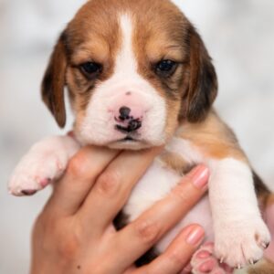 Mars Beagle Mars Beagle