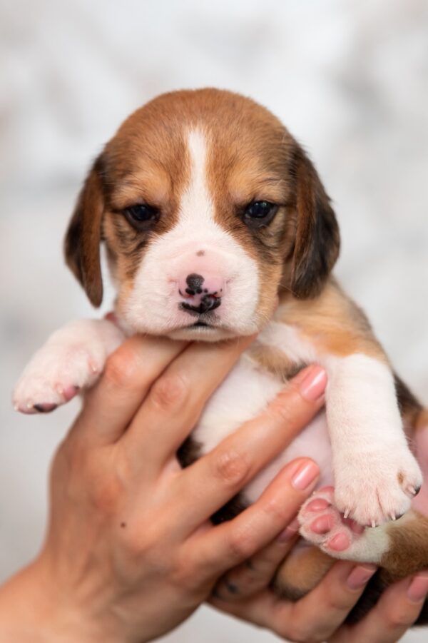 Mars Beagle Mars Beagle