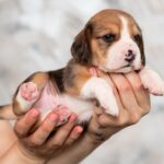 MARS-male-Beagle-puppy-for-sale-4
