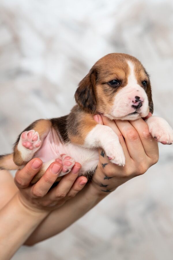 Mars Beagle Mars Beagle