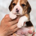 MARS-male-Beagle-puppy-for-sale-5
