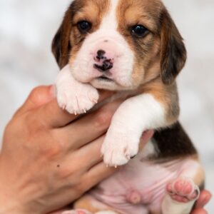 Mars Beagle Mars Beagle