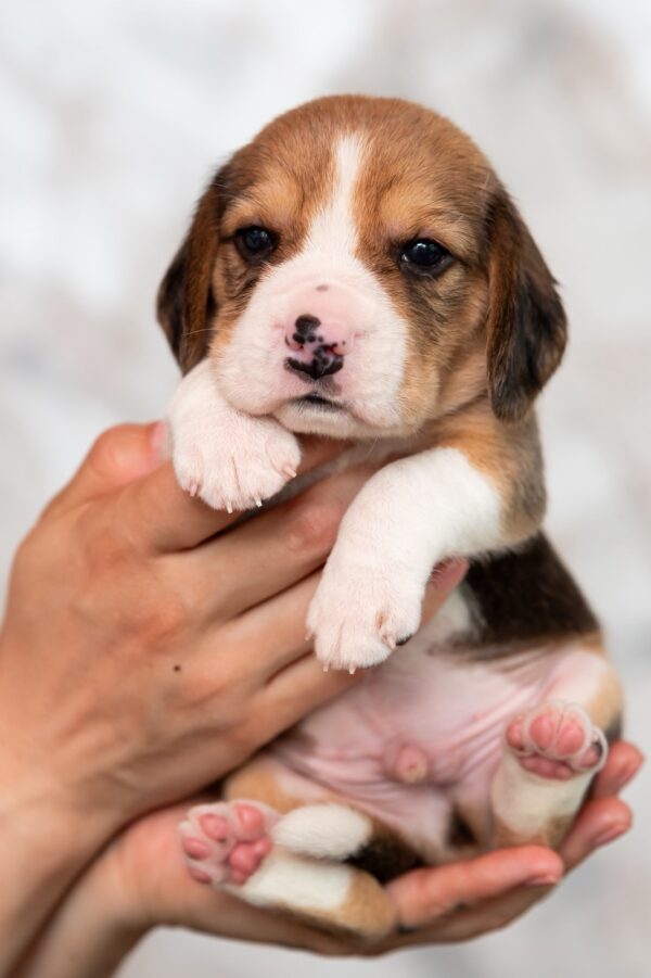 Mars Beagle Mars Beagle