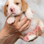 MARSHMALLOW-male-Beagle-puppy-for-sale-1
