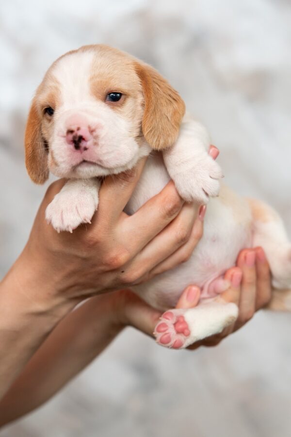 Marshmallow Beagle Marshmallow Beagle