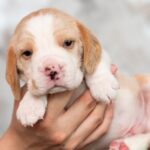 MARSHMALLOW-male-Beagle-puppy-for-sale-2