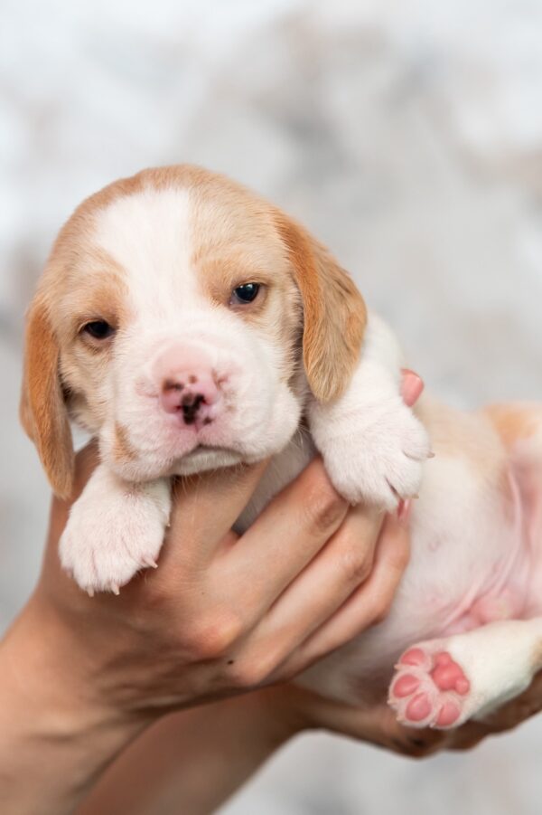 Marshmallow Beagle Marshmallow Beagle