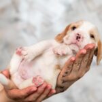 MARSHMALLOW-male-Beagle-puppy-for-sale-3