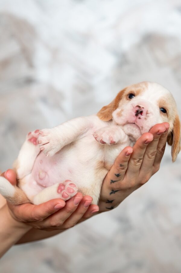 Marshmallow Beagle Marshmallow Beagle