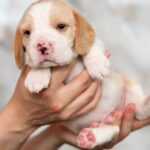 MARSHMALLOW-male-Beagle-puppy-for-sale-4
