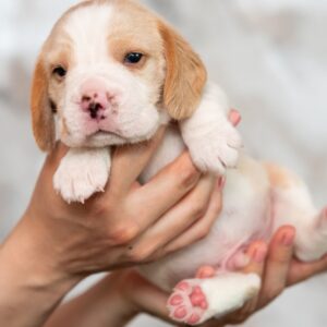 Marshmallow Beagle Marshmallow Beagle