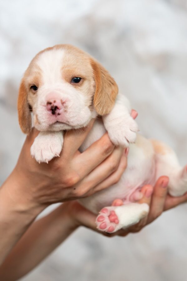 Marshmallow Beagle Marshmallow Beagle