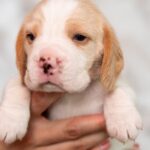 MARSHMALLOW-male-Beagle-puppy-for-sale-5