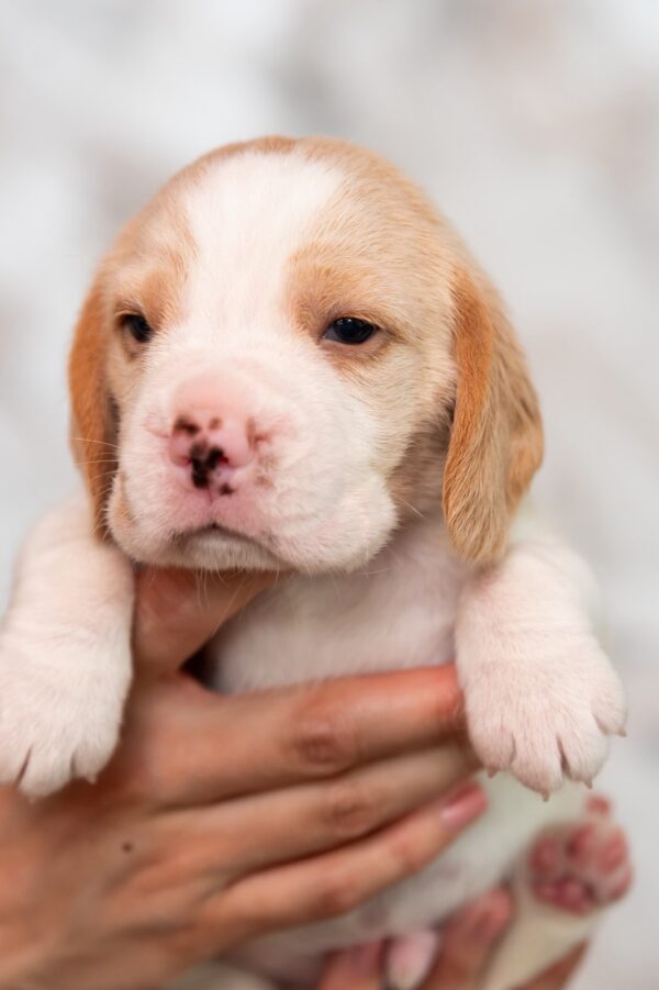 Marshmallow Beagle Marshmallow Beagle